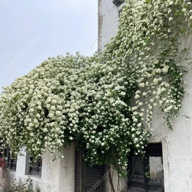 Redwood Creeper Flower Seeds🥰Last Day Sale - 60% OFF