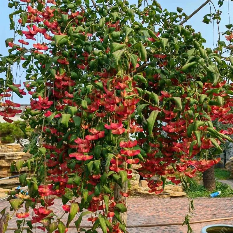 Mascagnia Macroptera Seeds