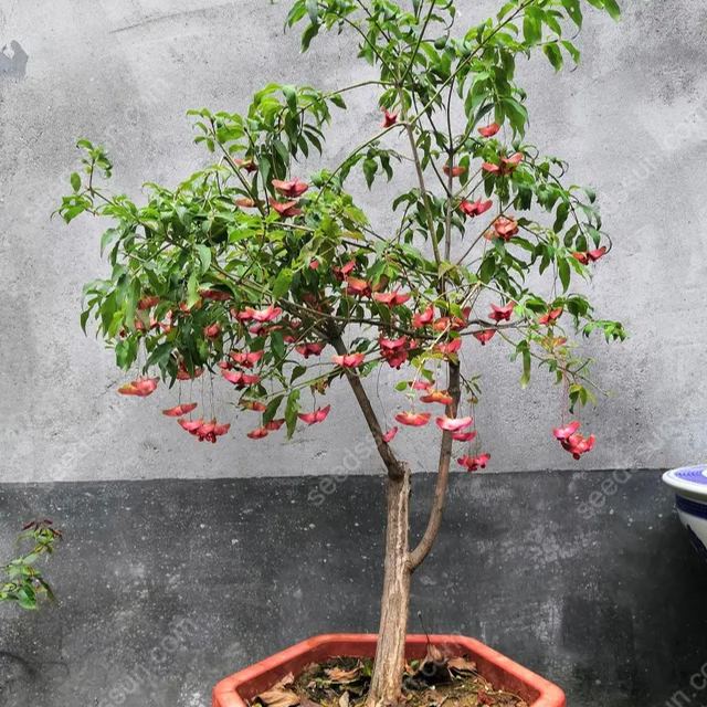 Mascagnia Macroptera Seeds