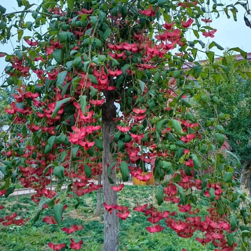 Mascagnia Macroptera Seeds
