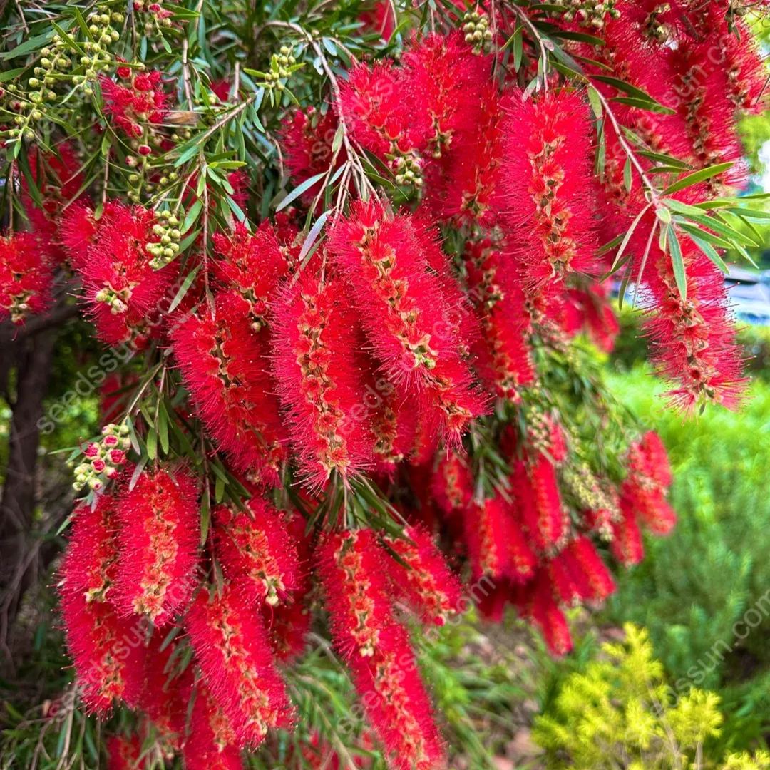 Callistemon Seeds