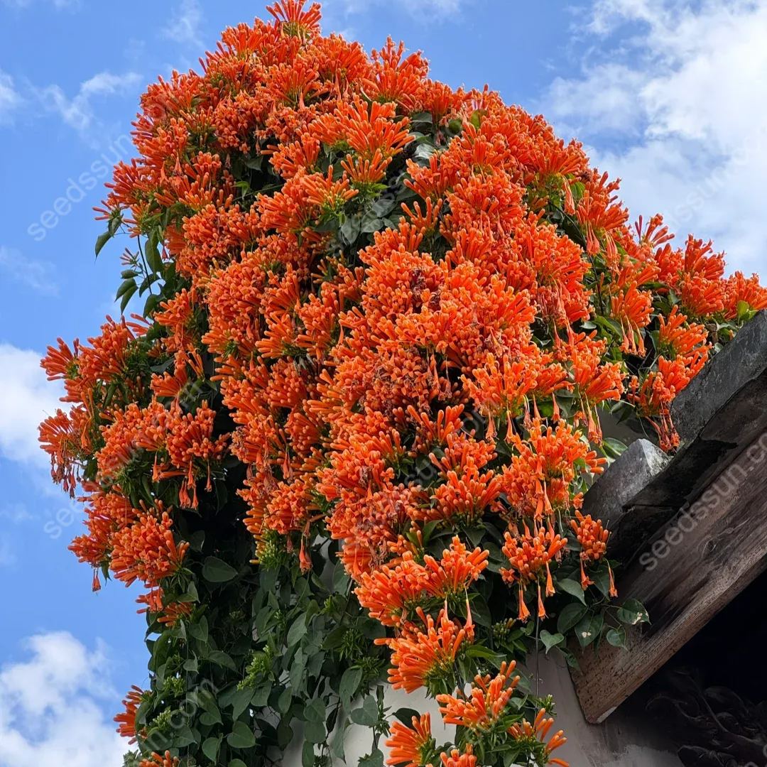 Pyrostegia Venusta Seeds