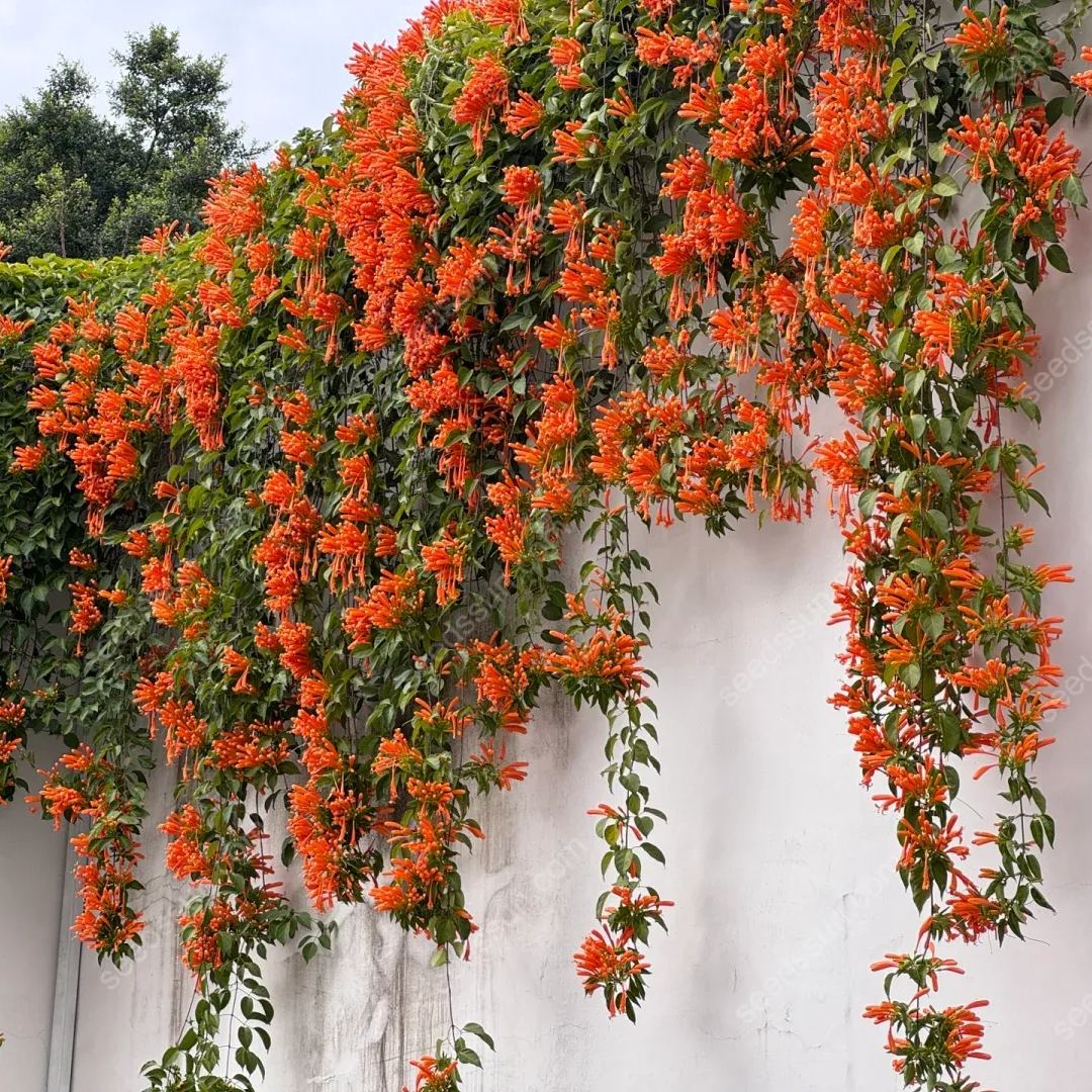 Pyrostegia Venusta Seeds