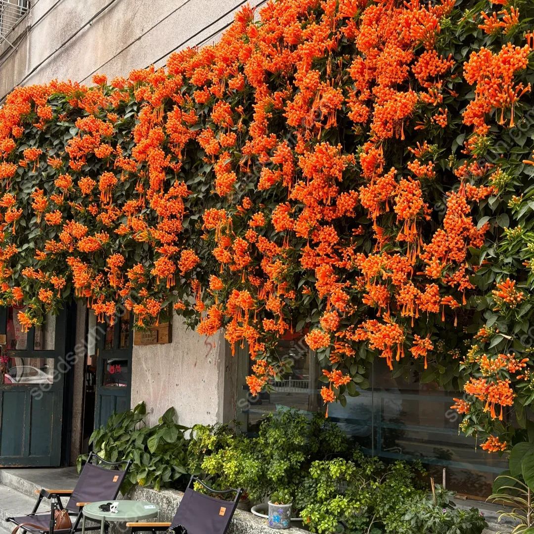 Pyrostegia Venusta Seeds