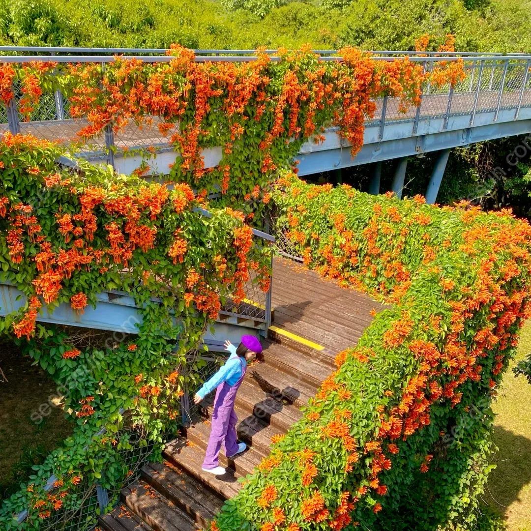 Pyrostegia Venusta Seeds
