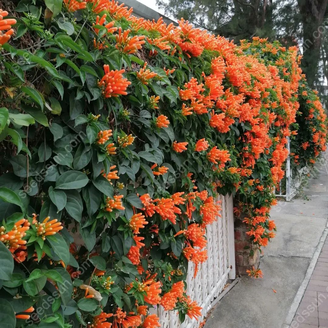 Pyrostegia Venusta Seeds