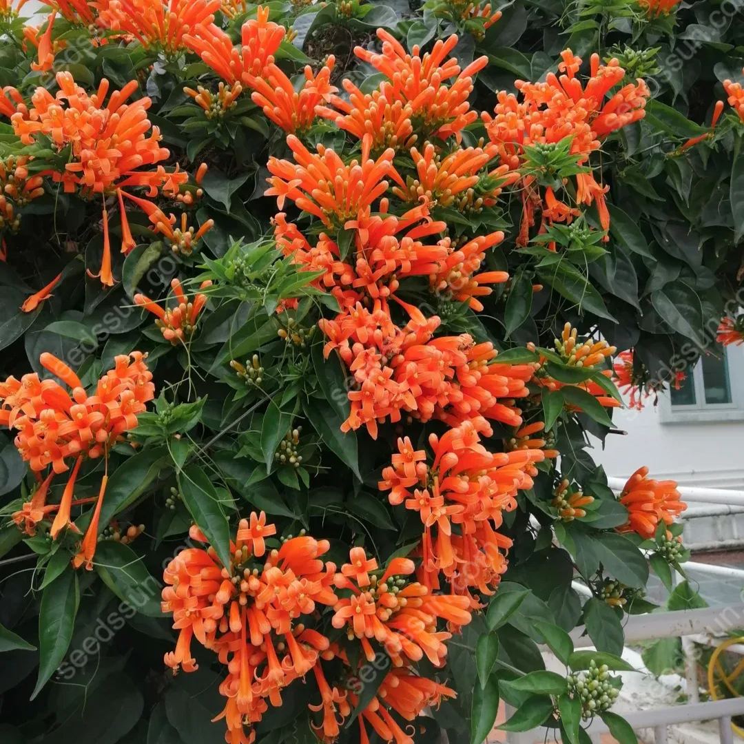 Pyrostegia Venusta Seeds
