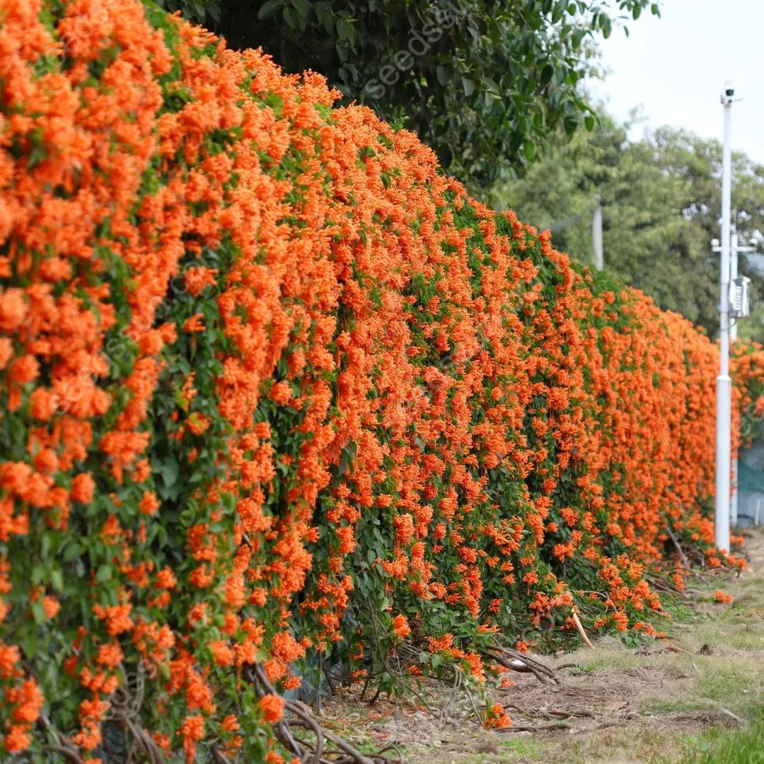 Pyrostegia Venusta Seeds