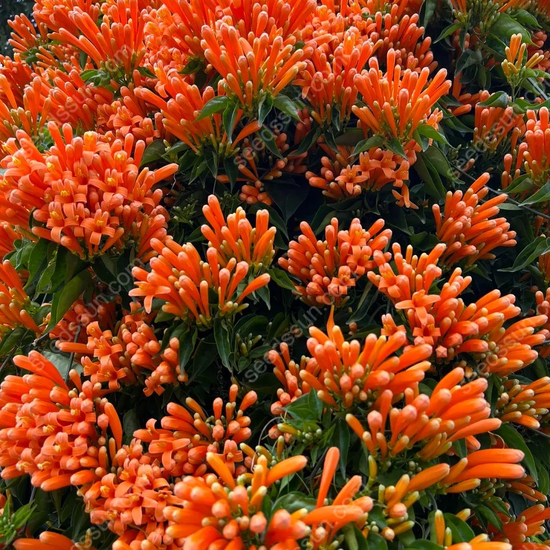 Pyrostegia Venusta Seeds