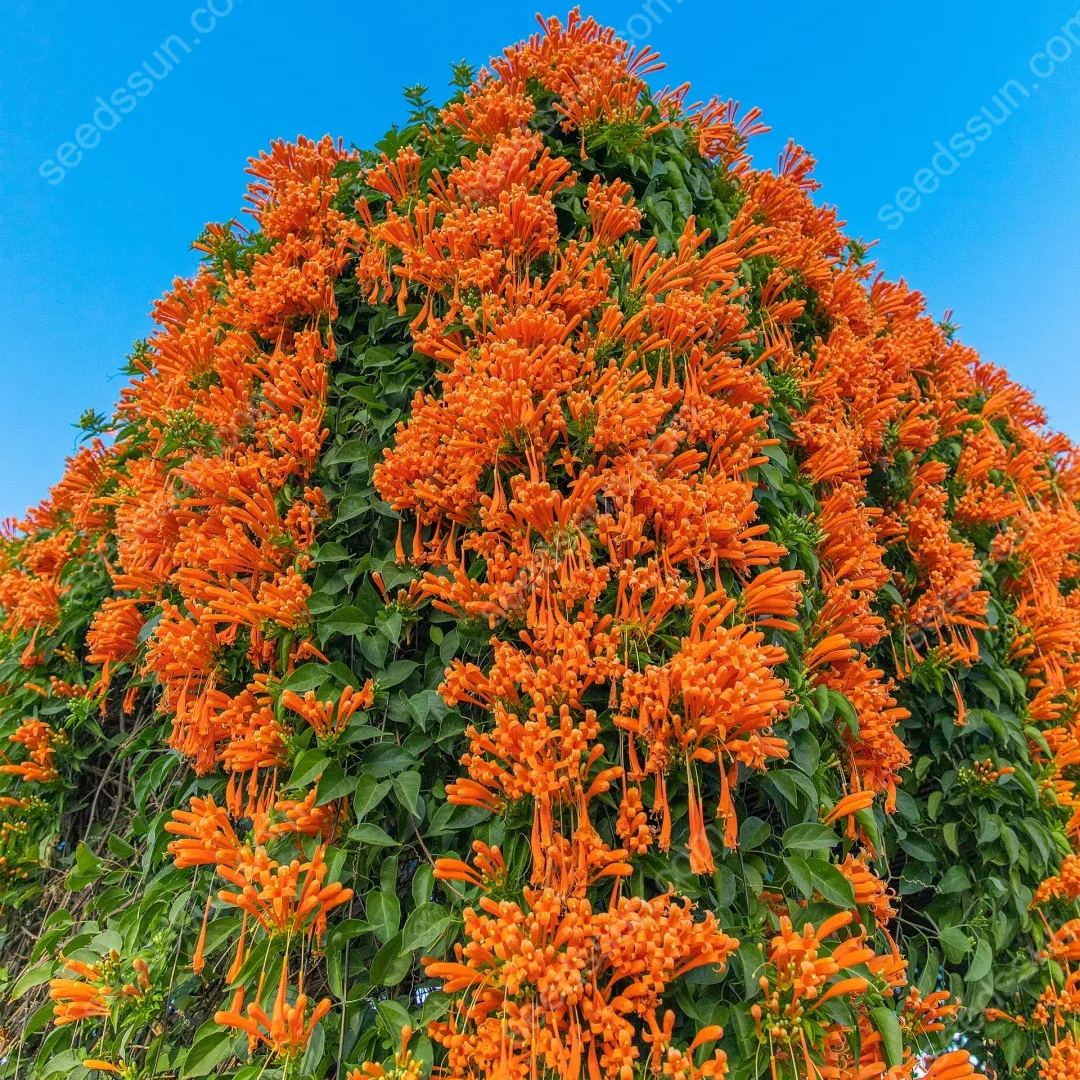 Pyrostegia Venusta Seeds