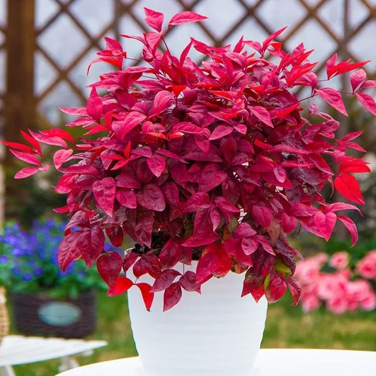 Flame Nandina Seeds