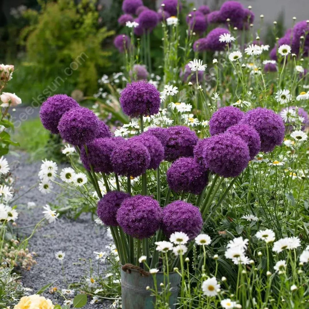 Allium grandiflorum seeds-a must-have for gardens