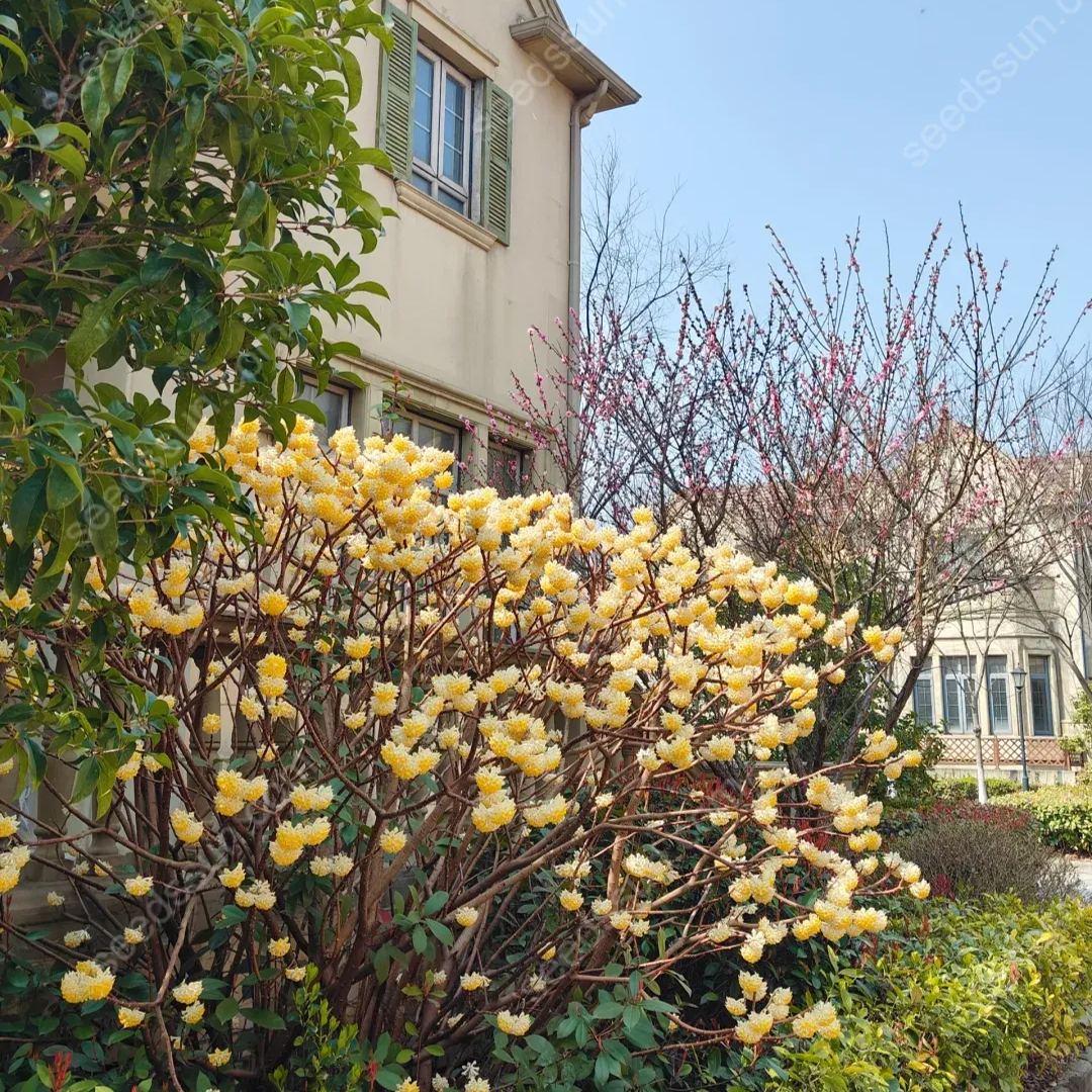 Edgeworthia Chrysantha Seeds