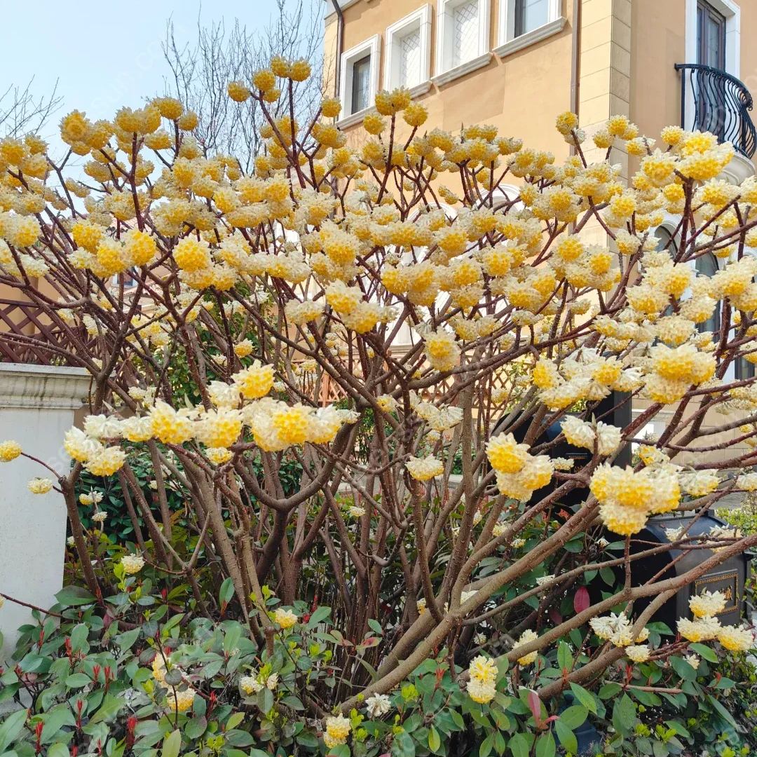 Edgeworthia Chrysantha Seeds