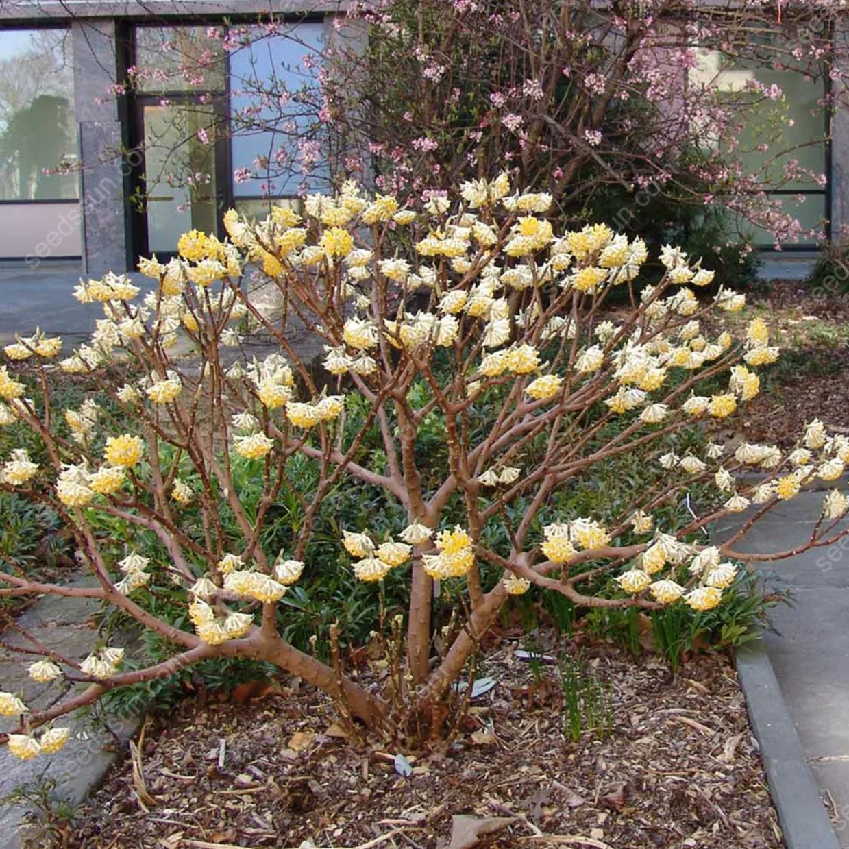 Edgeworthia Chrysantha Seeds