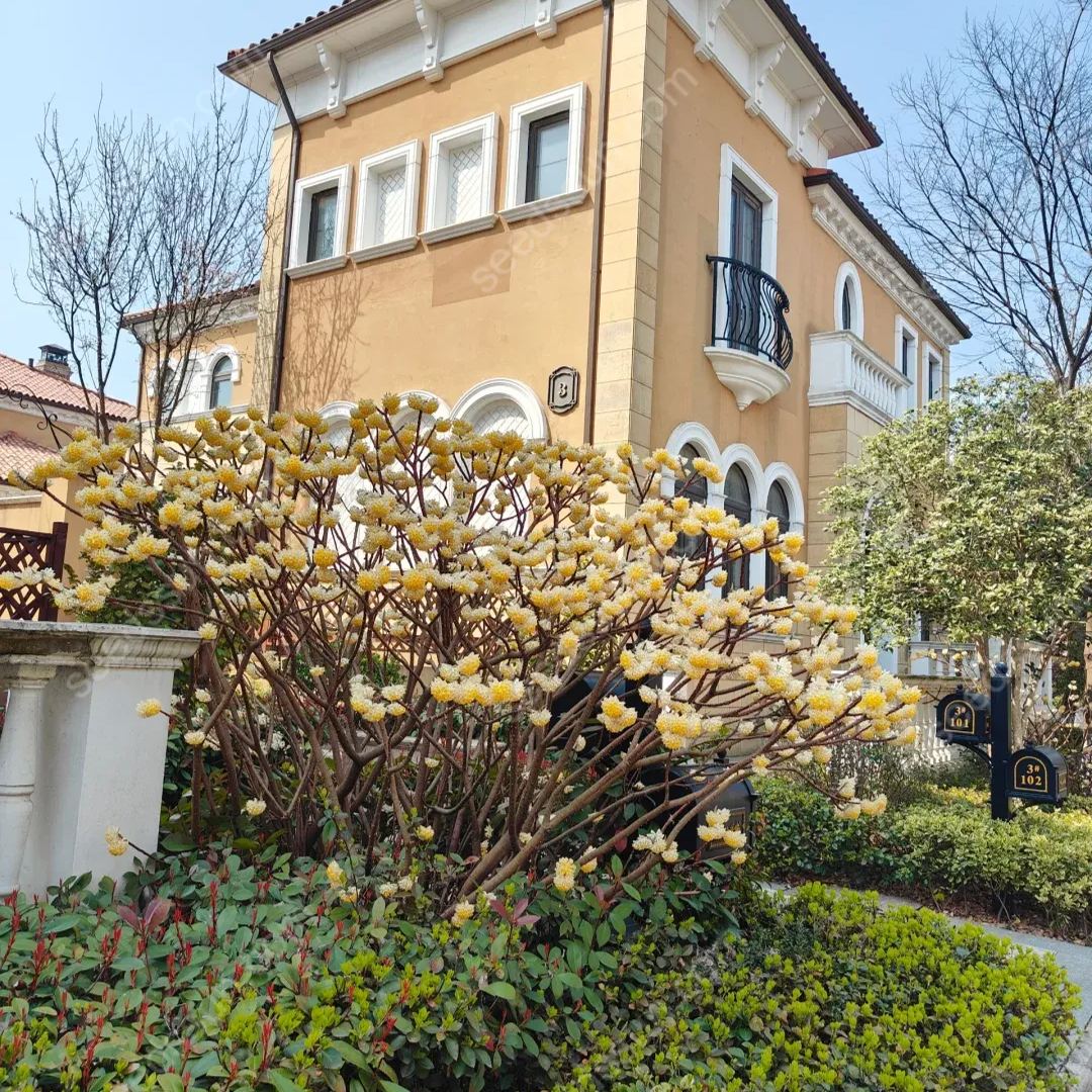 Edgeworthia Chrysantha Seeds