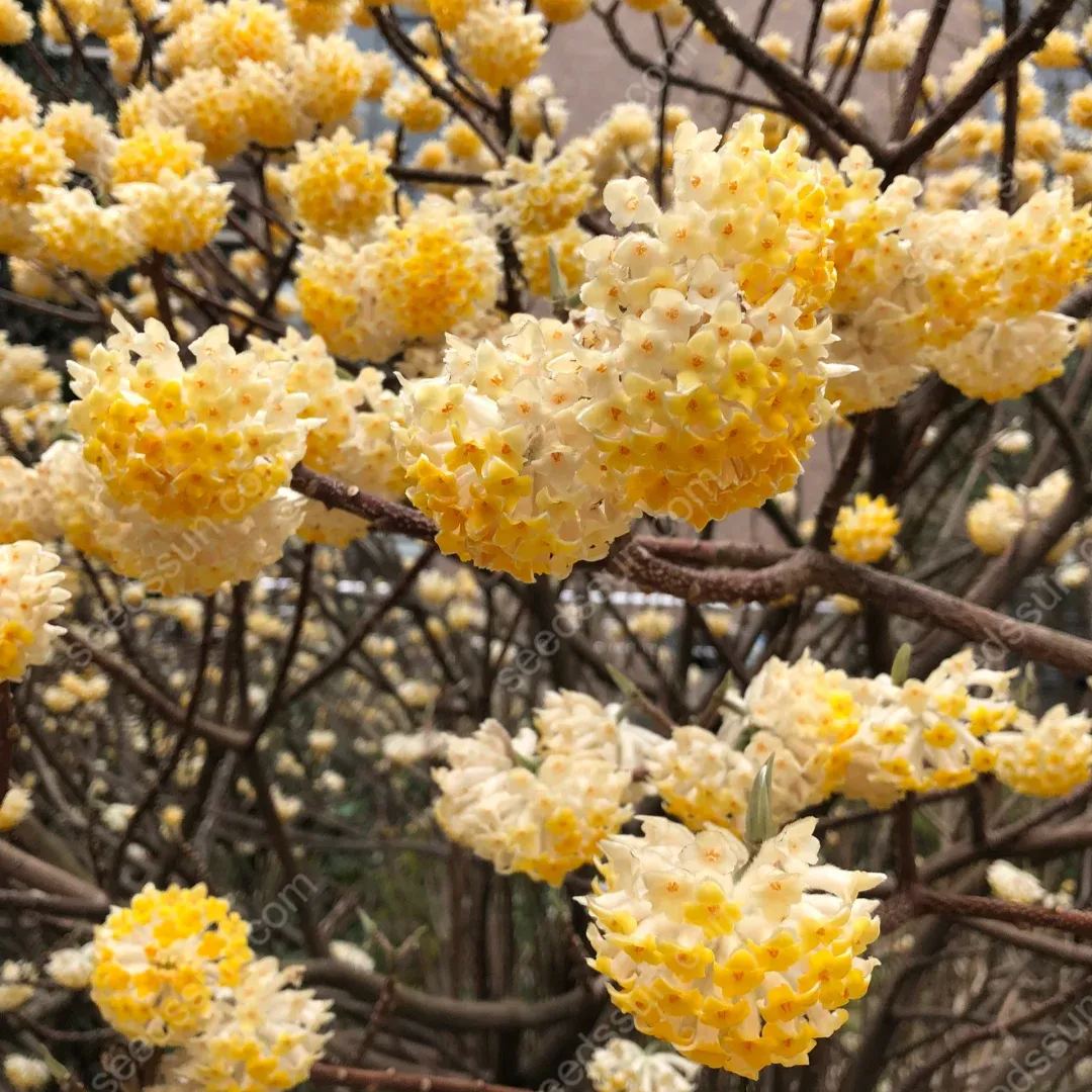 Edgeworthia Chrysantha Seeds