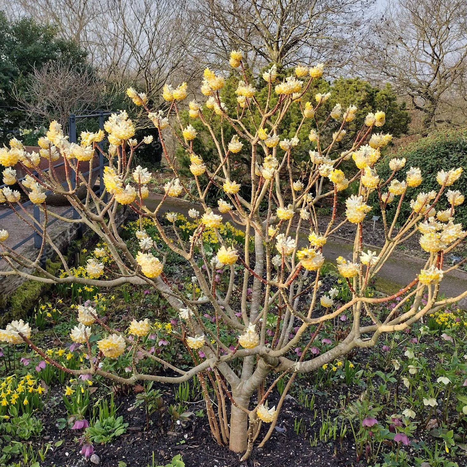 Edgeworthia Chrysantha Seeds