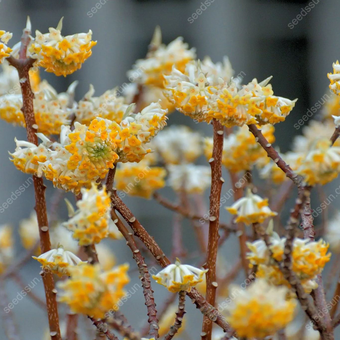 Edgeworthia Chrysantha Seeds