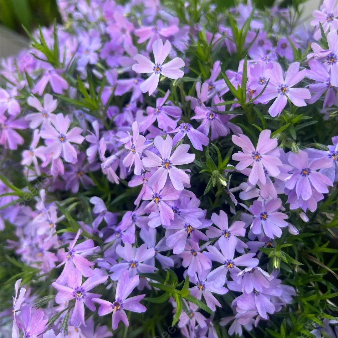 Shibazakura Seeds-low-growing-ground cover garden flower seeds