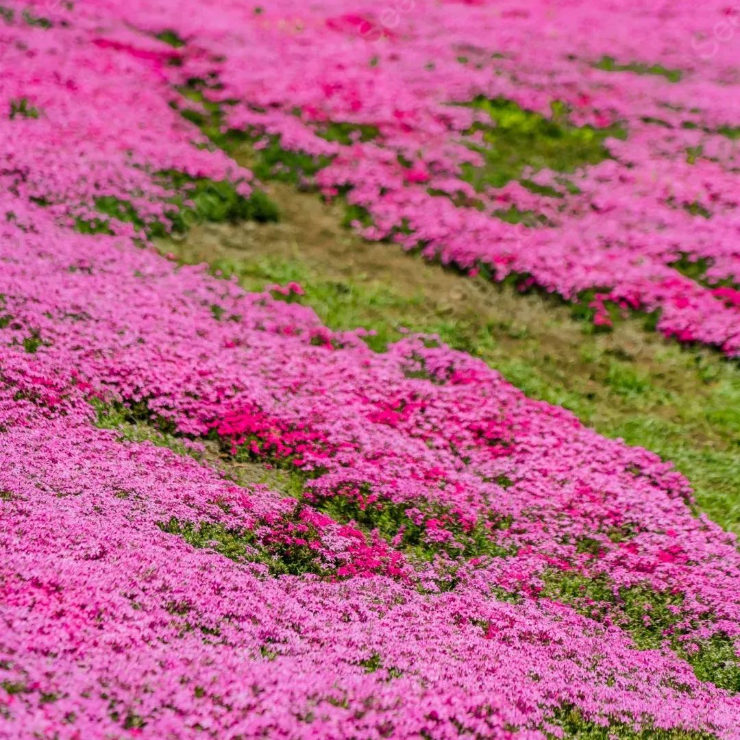 Shibazakura Seeds-low-growing-ground cover garden flower seeds