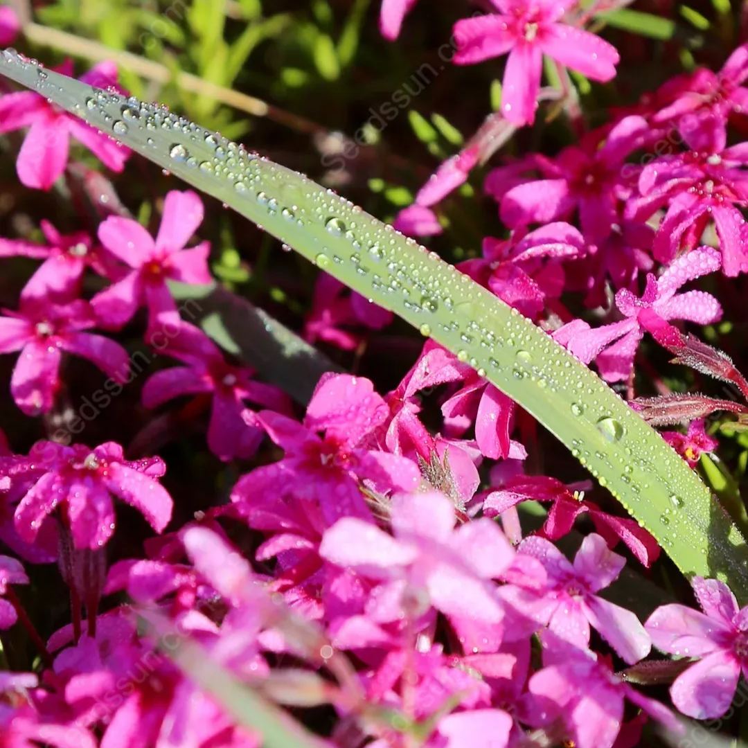 Shibazakura Seeds-low-growing-ground cover garden flower seeds