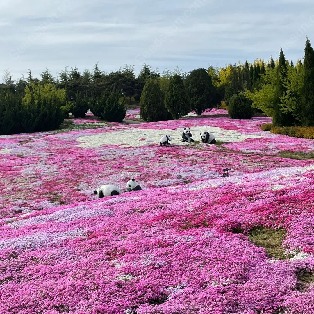 Shibazakura Seeds-low-growing-ground cover garden flower seeds