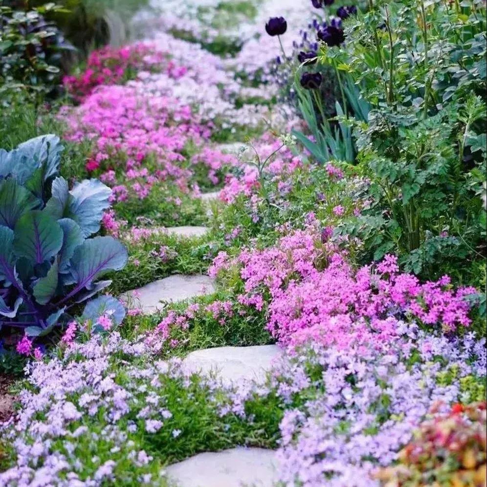 Shibazakura Seeds-low-growing-ground cover garden flower seeds