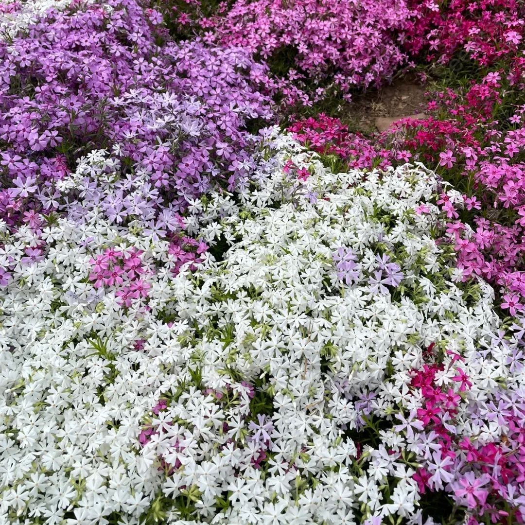 Shibazakura Seeds-low-growing-ground cover garden flower seeds