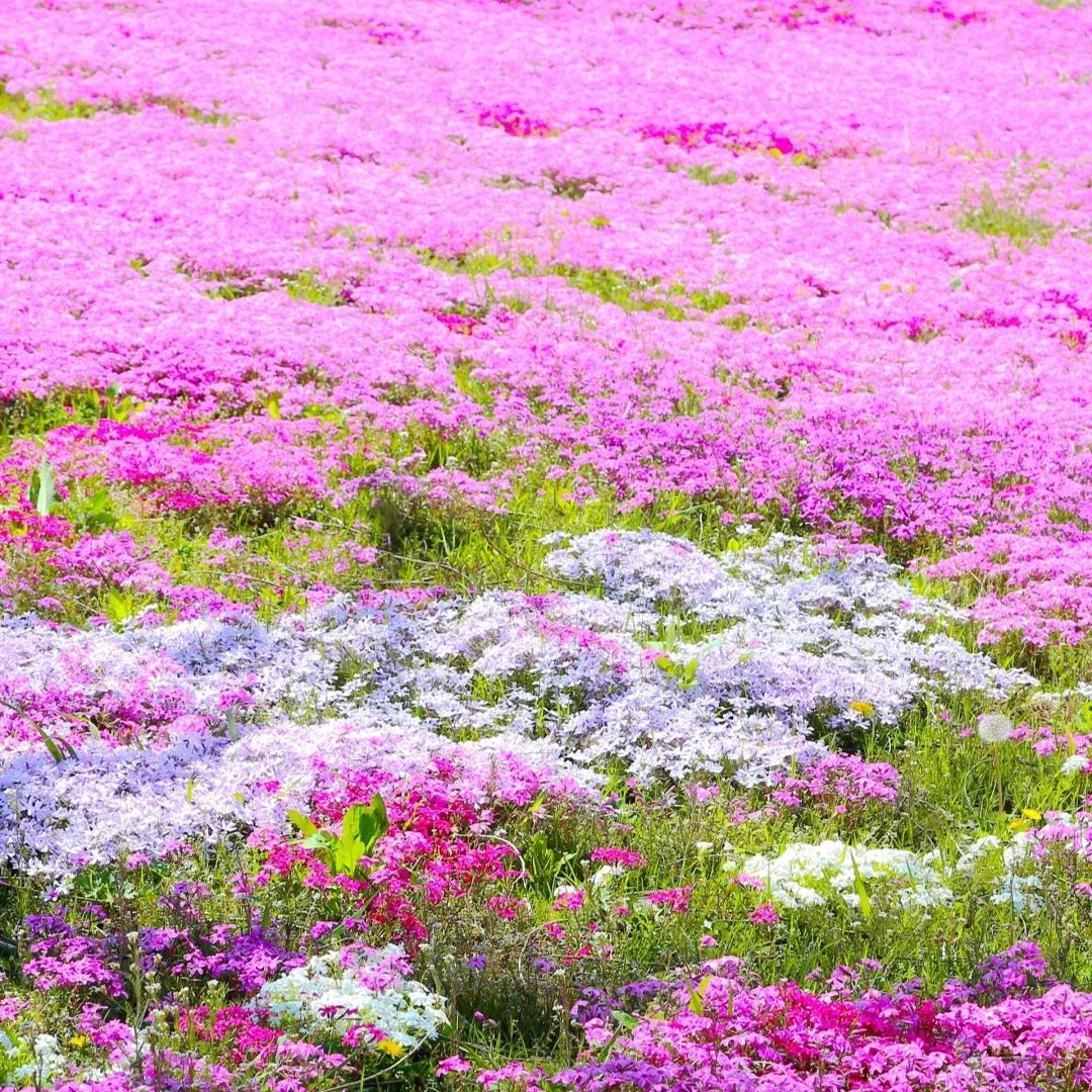 Shibazakura Seeds-low-growing-ground cover garden flower seeds