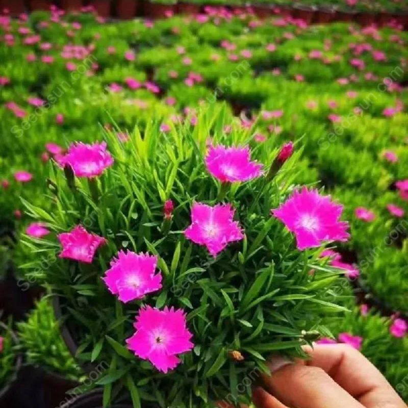 Hot selling Dianthus seeds - flowering lawn cold and drought resistant