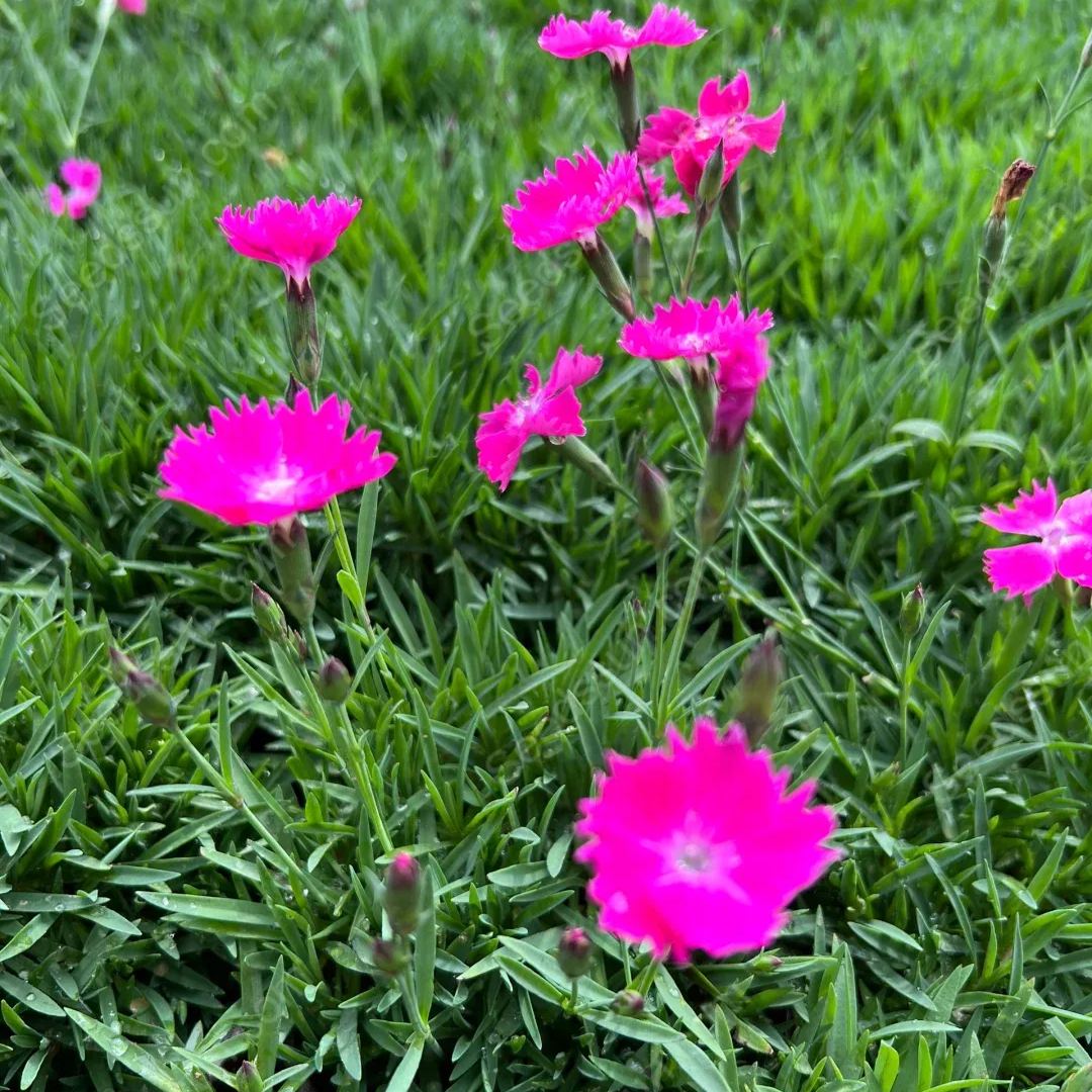 Hot selling Dianthus seeds - flowering lawn cold and drought resistant