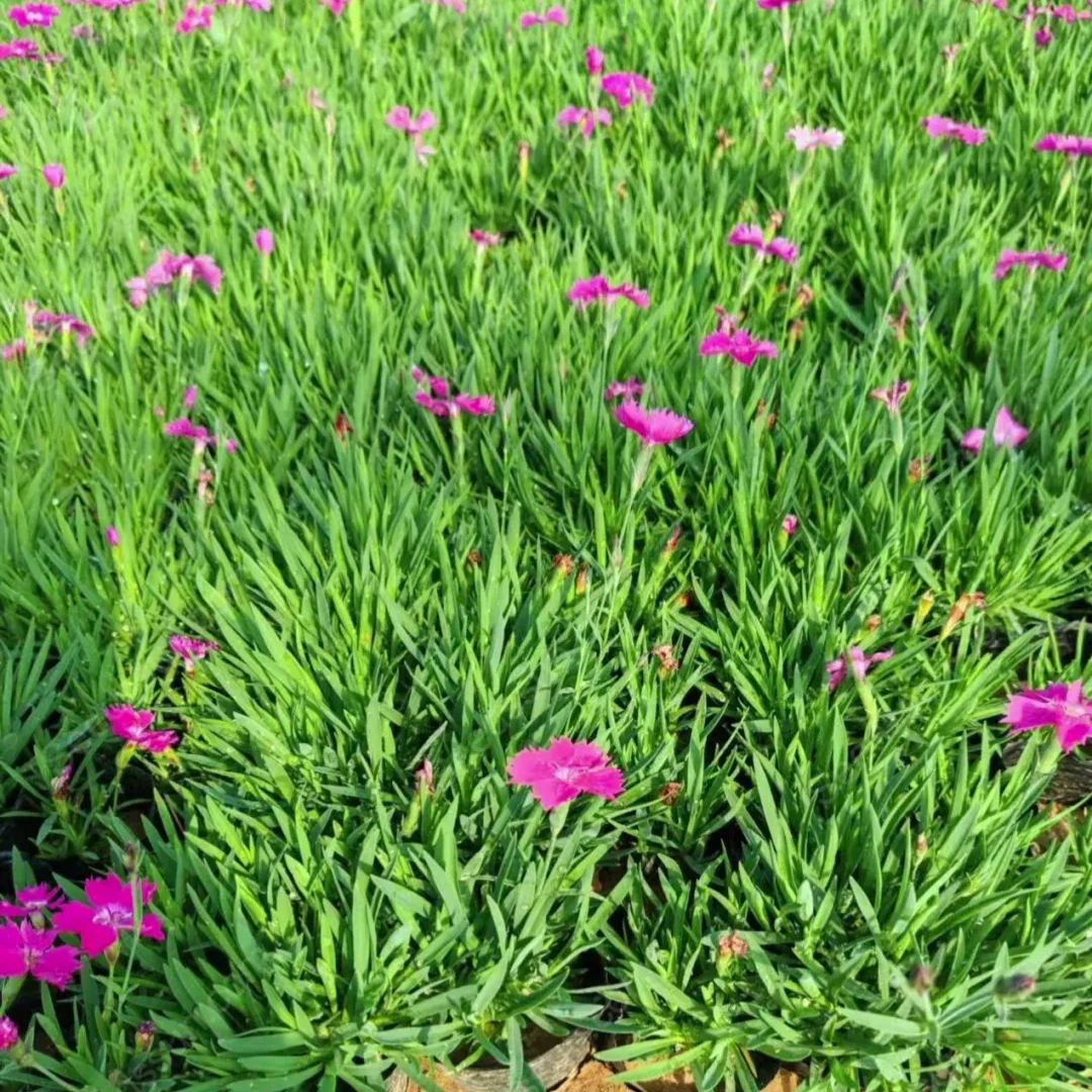 Hot selling Dianthus seeds - flowering lawn cold and drought resistant