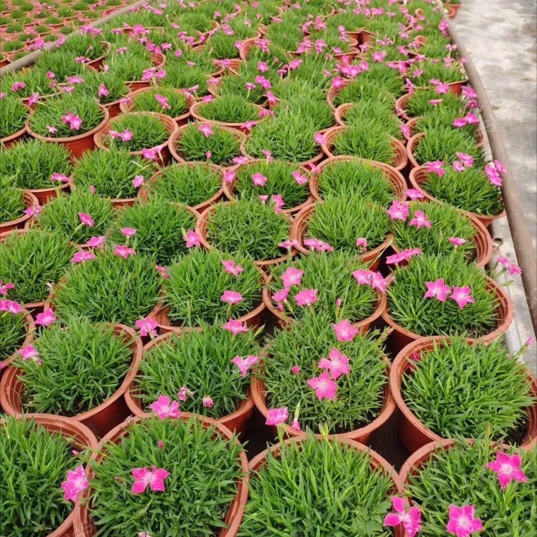 Hot selling Dianthus seeds - flowering lawn cold and drought resistant