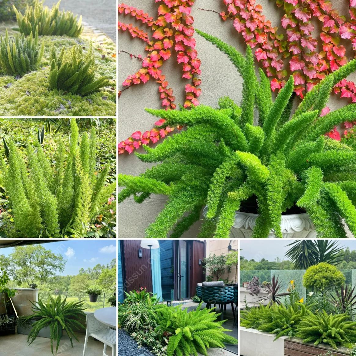 Foxtail Asparagus Seeds-Evergreen Heat-Resistant Flowers