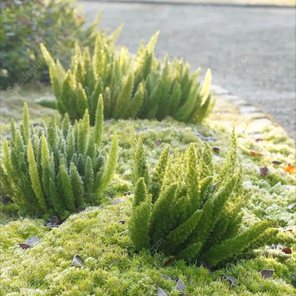 Foxtail Asparagus Seeds-Evergreen Heat-Resistant Flowers
