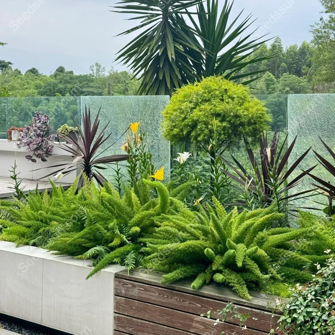 Foxtail Asparagus Seeds-Evergreen Heat-Resistant Flowers