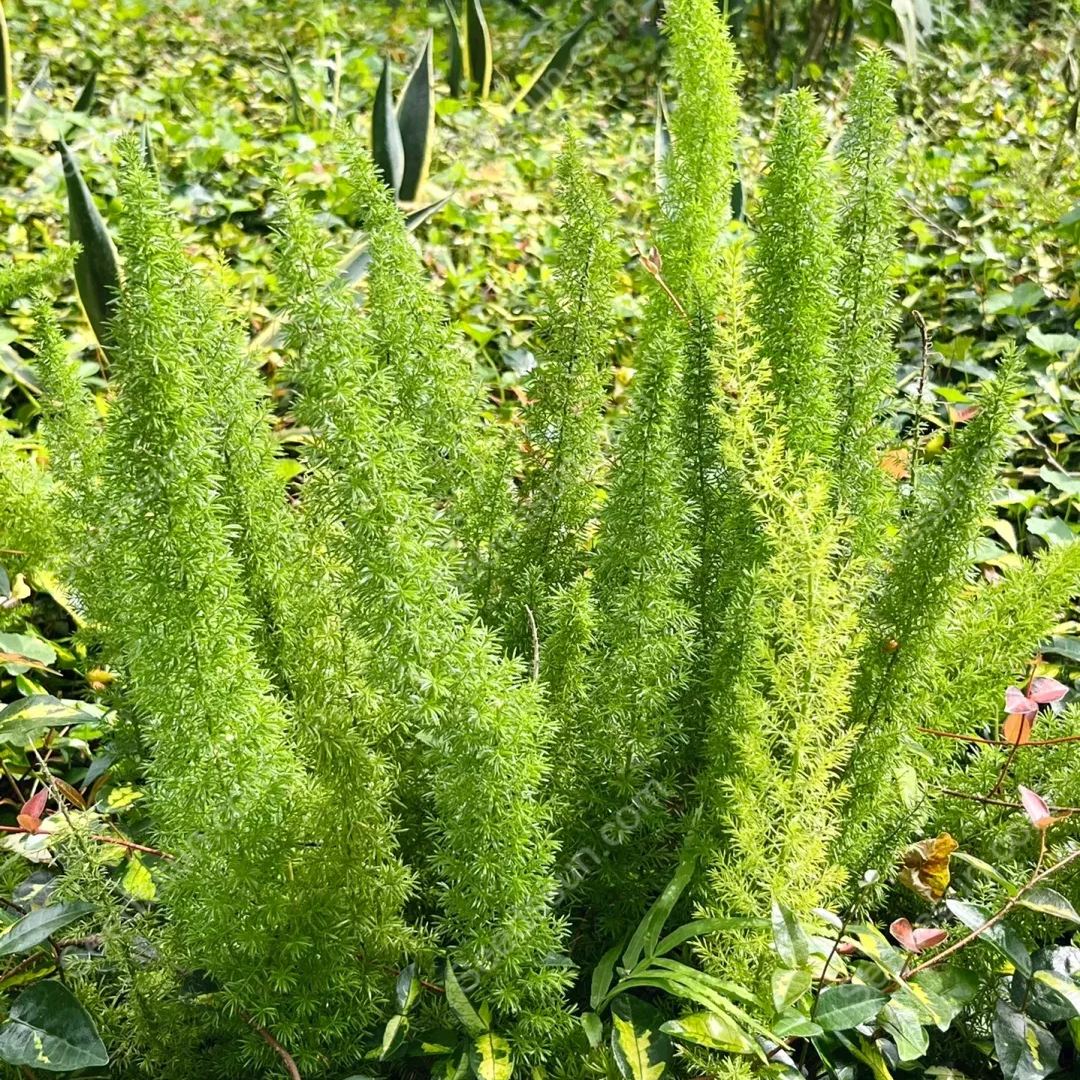 Foxtail Asparagus Seeds-Evergreen Heat-Resistant Flowers