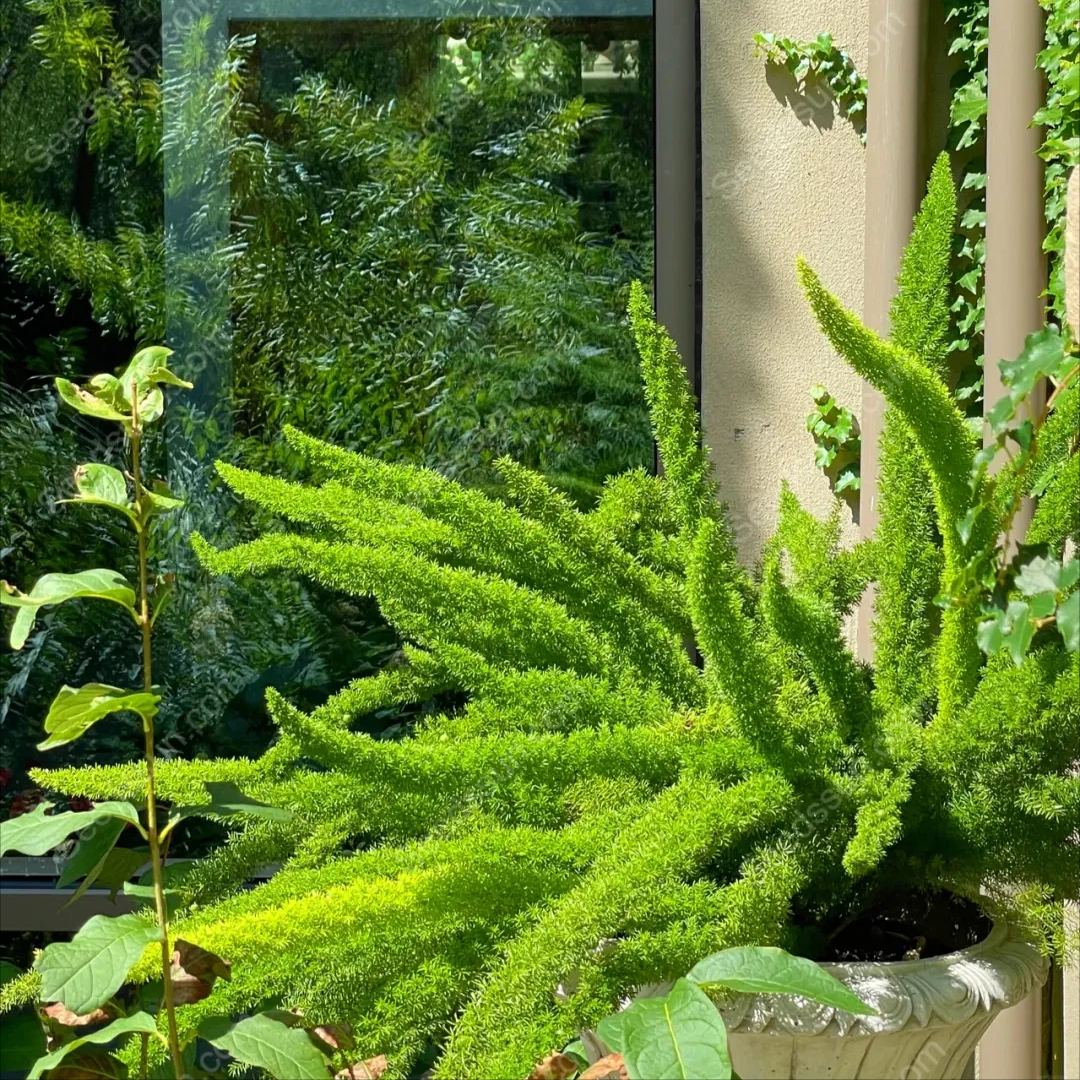 Foxtail Asparagus Seeds-Evergreen Heat-Resistant Flowers