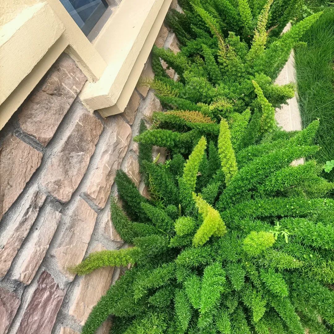 Foxtail Asparagus Seeds-Evergreen Heat-Resistant Flowers
