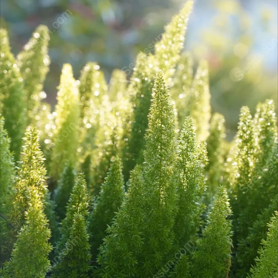 Foxtail Asparagus Seeds-Evergreen Heat-Resistant Flowers