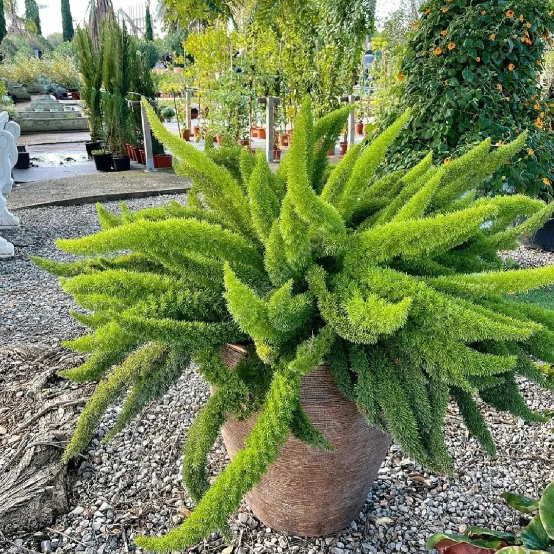Foxtail Asparagus Seeds-Evergreen Heat-Resistant Flowers