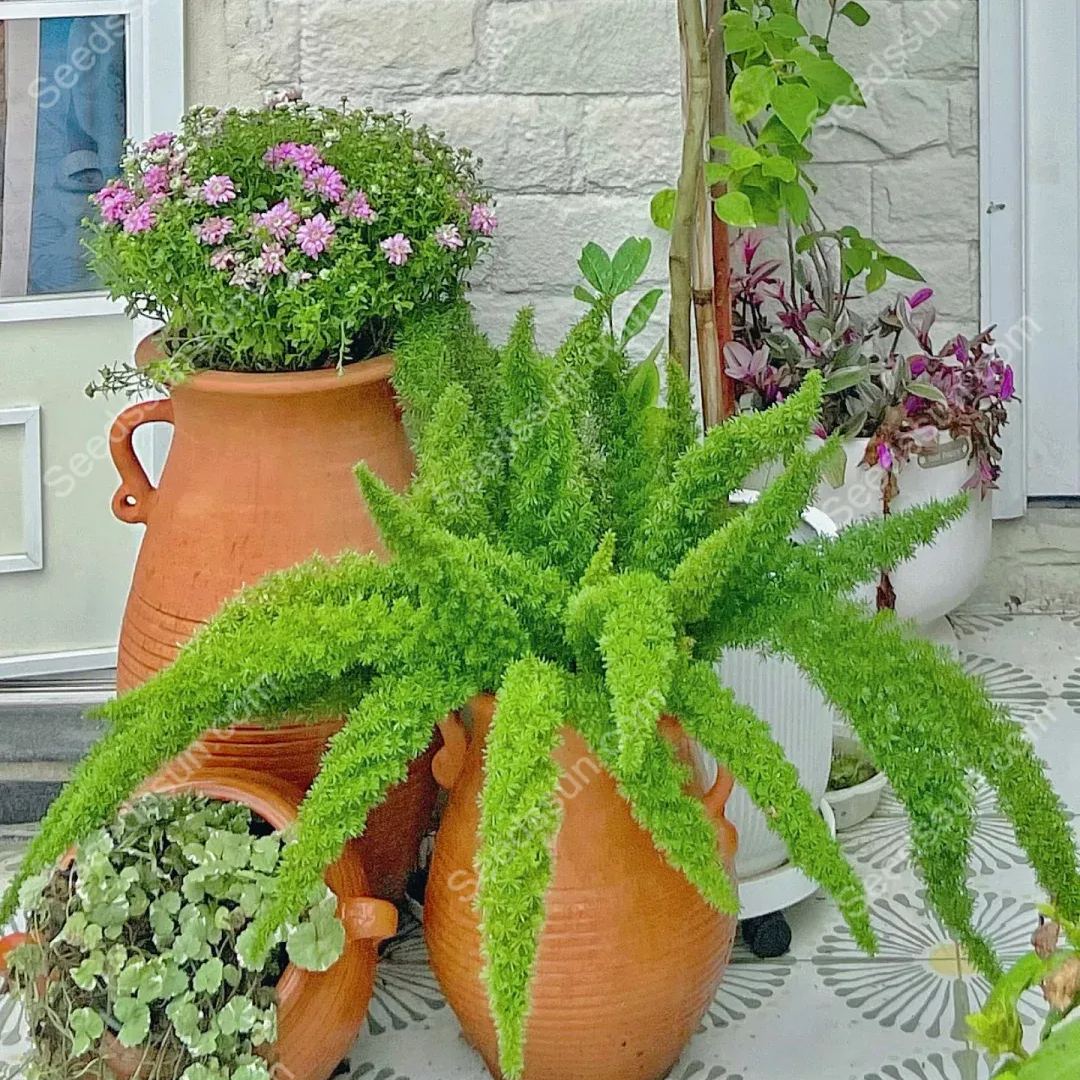 Foxtail Asparagus Seeds-Evergreen Heat-Resistant Flowers