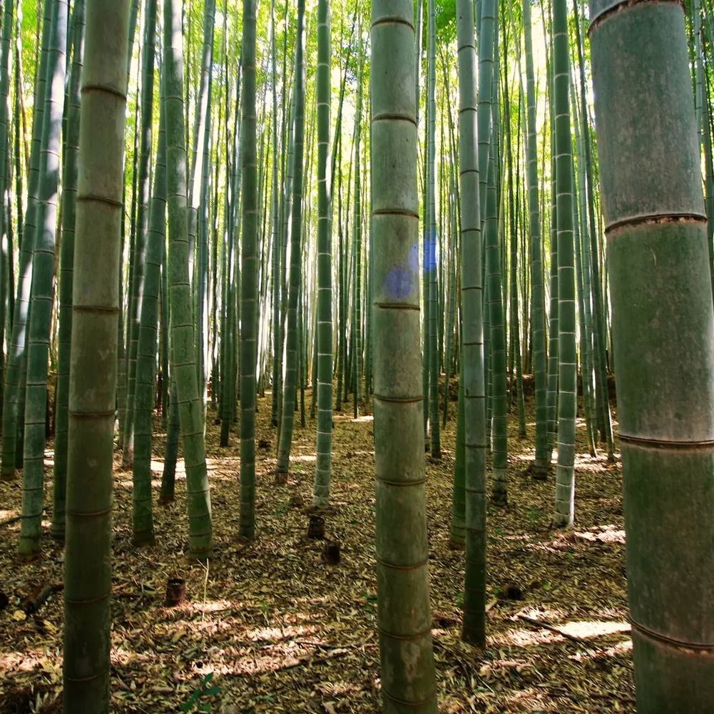 Moso Bamboo Seeds
