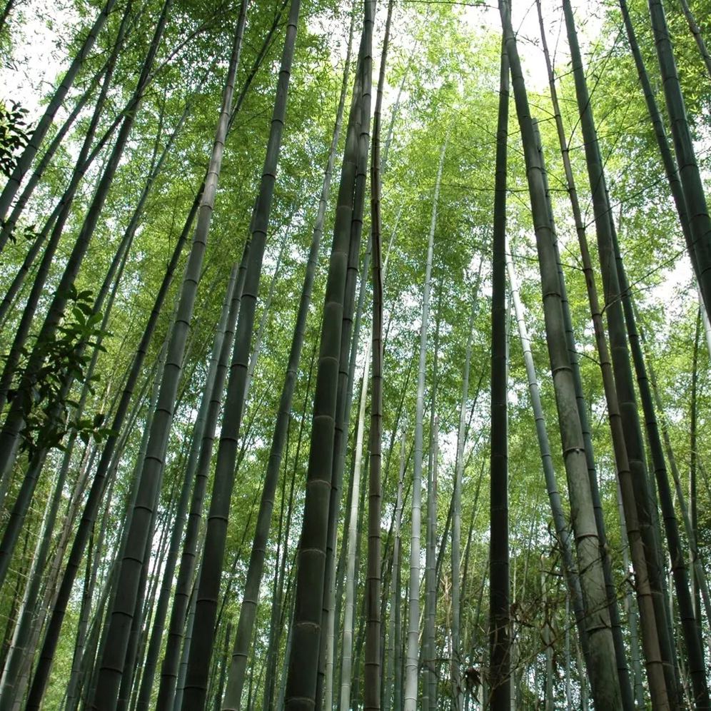 Moso Bamboo Seeds