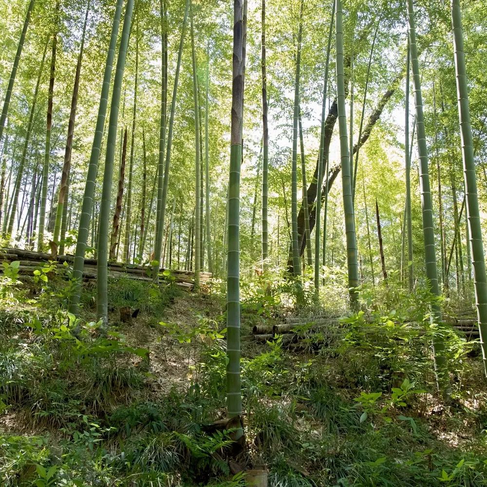 Moso Bamboo Seeds