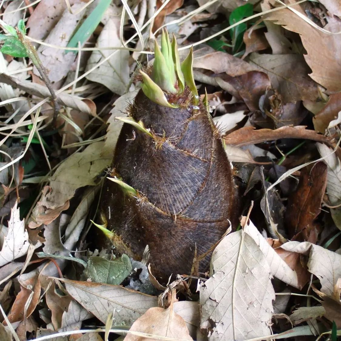 Moso Bamboo Seeds