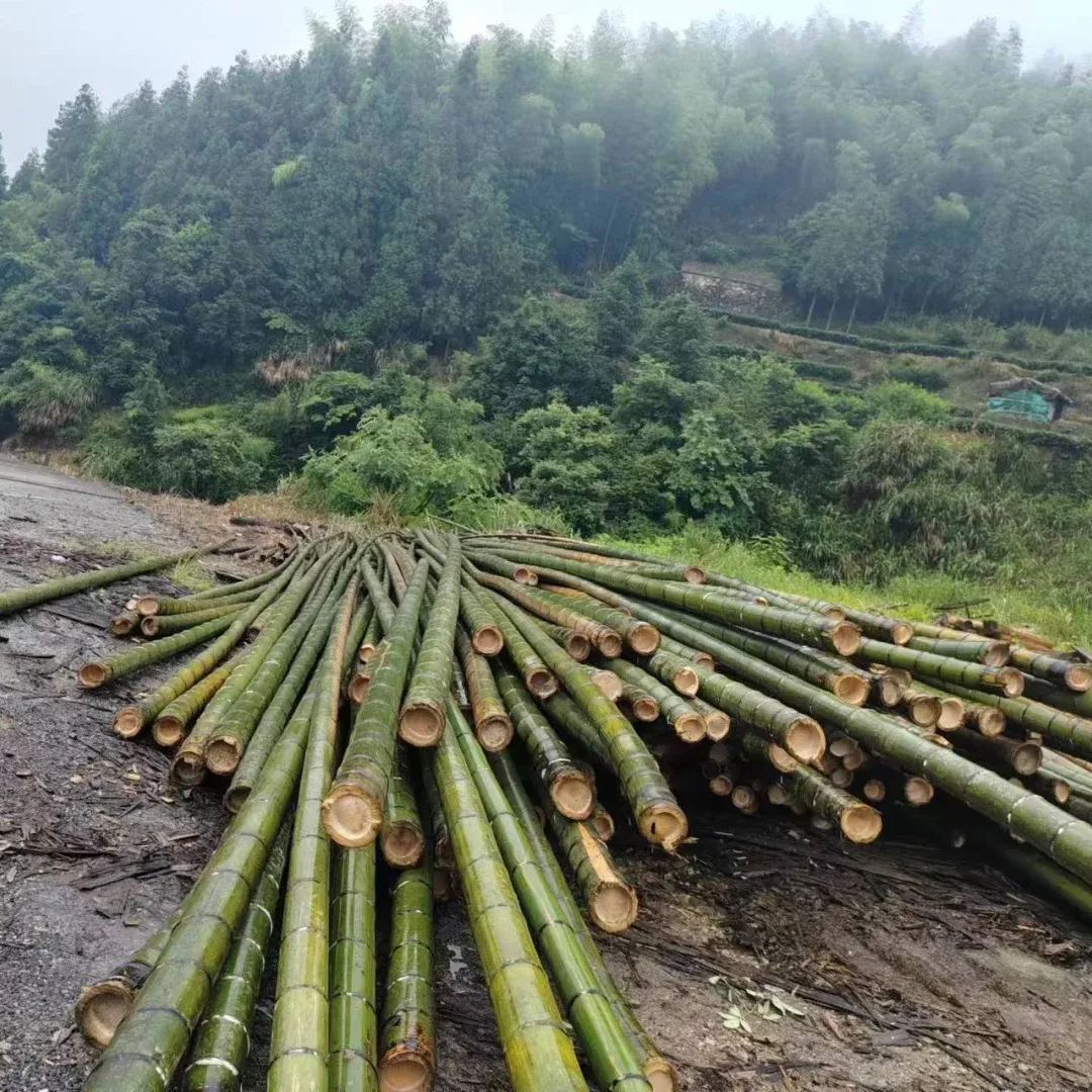 Moso Bamboo Seeds