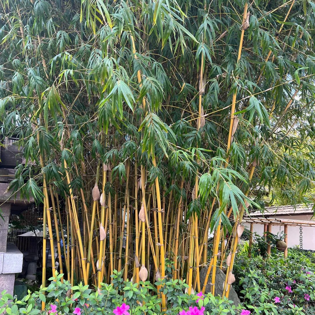 Bambusa Multiplex Cv. Alphonse-Karr Seeds