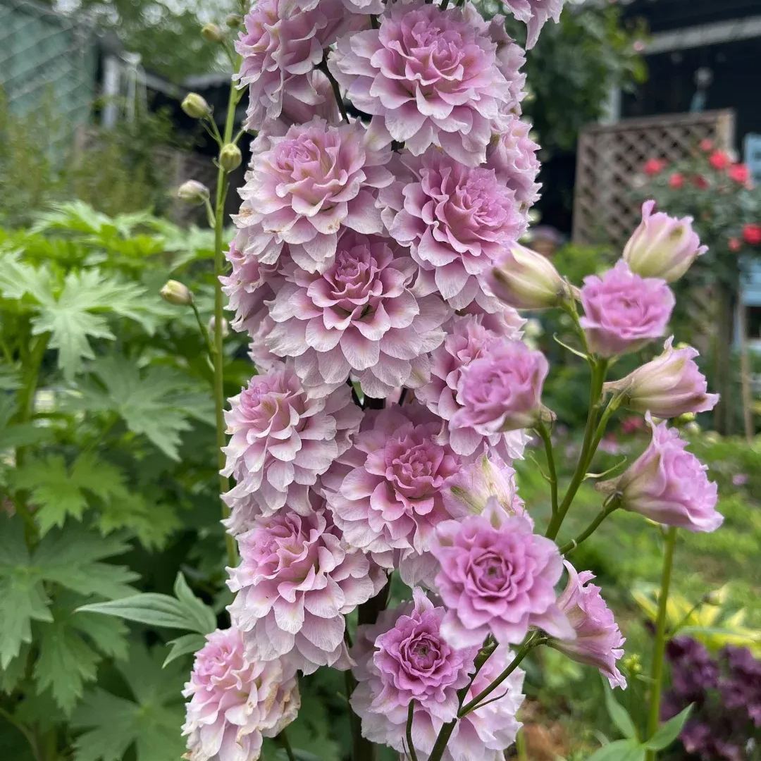 Delphinium Elatum Seeds